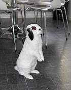 Blandat 2004-05-06 005.jpg